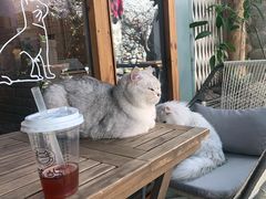 -喵屿·大理花园猫咖