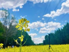 -长白岛森林公园