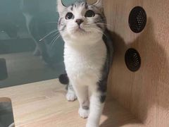 -BABIT巴比特宠物(MOMOPARK店)