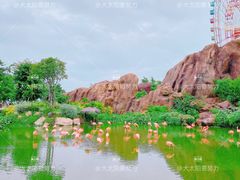 -芽庄珍珠岛游乐园