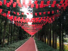 -上海长兴岛郊野公园