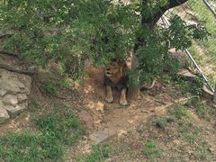 -西霞口神雕山野生动物世界