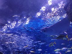 -海合安成都极地海洋公园
