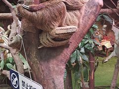 -正佳雨林生态植物园