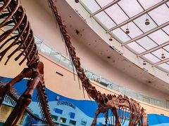 -陕西自然博物馆