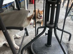 -柴犬高等学院·狗咖·柴犬售卖·宠物训练