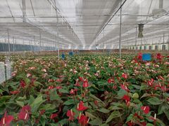-上海鲜花港