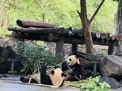 -都江堰中华大熊猫苑