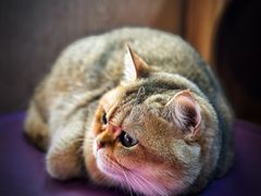 -MOCHA明星猫咖(田子坊店)