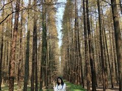 -崇明东平国家森林公园烧烤房车露营地