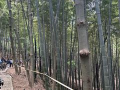 -上海佘山国家森林公园天马山园