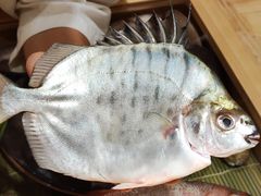 -镹·鱼料理  国产鱼使用店