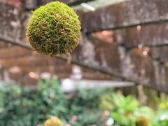 -深圳仙湖植物园