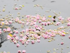 -嘉定紫藤园