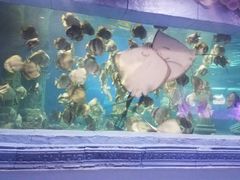 -梦幻海洋王国(吾悦广场张家港店)