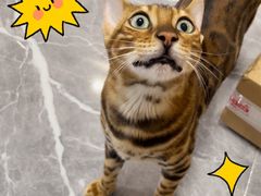 -喵zoo家庭繁育猫舍(尖东智能花园店)