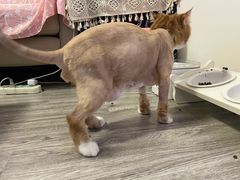 -PETKIT 小佩宠物·低压洗护·美容·寄养(安远店)