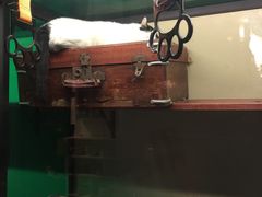 -猫咪博物馆(顶澳仔猫街店)