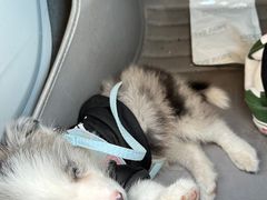 -翊宠yipet猫狗购宠庄园犬舍•猫舍