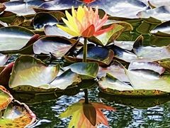 -莲花池公园