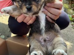 -艾贝尔宠物诊疗