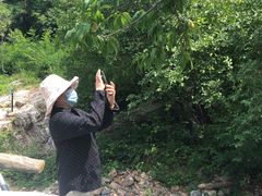-金龙寺国家森林公园