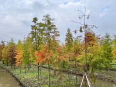 -上海海湾国家森林公园