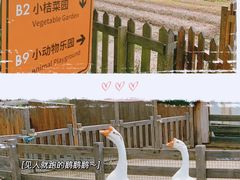 -前小桔亲子创意农场·草莓采摘·露营烧烤