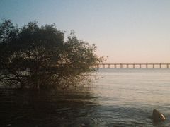 -宝安西湾红树林湿地公园