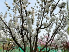 -洨河生态公园