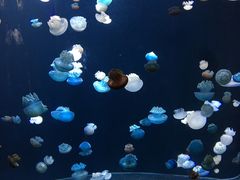 -新加坡海洋生态馆
