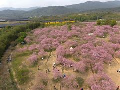 -天适樱花悠乐园