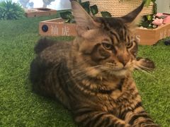 -袖虎·猫馆(体育西路店)