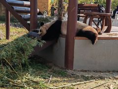 -杭州野生动物世界