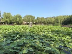 -风渡嘉荷·美式西餐·牛排(西三旗金隅店)
