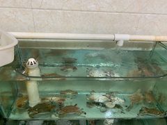 水产区-田记自助海鲜饺子