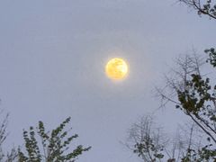 -大队长大灶鹅