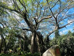 -瑞丽独树成林风景区