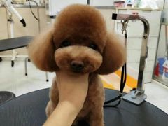 -多卡布奇宠物生活馆(上林世家店)