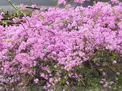 -深圳仙湖植物园