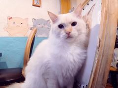 -猫小院猫主题咖啡厅(北锣店)