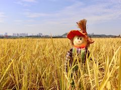 -光明小镇欢乐田园