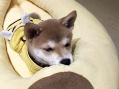 -逗柴咖啡屋·狗咖猫咖宠物桌游
