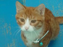 -Sirena海妖日咖夜酒