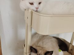 -猫的茶·猫咖