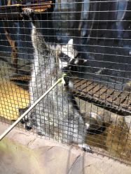 -酷嗒动物文化乐园(cutezoo西溪乐天城店)