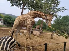 -大连森林动物园