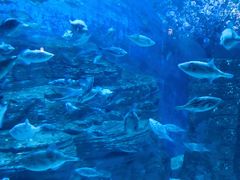 -烟台海昌鲸鲨海洋公园