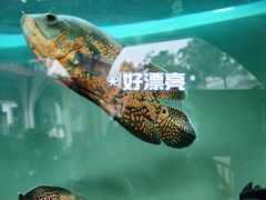 -成都动物园