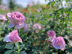 -上海滨江森林公园